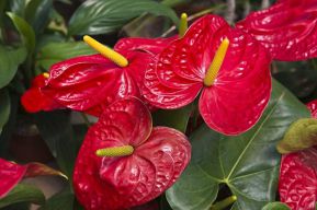 Антуриум по Фен шуй: свойства и характеристики растения